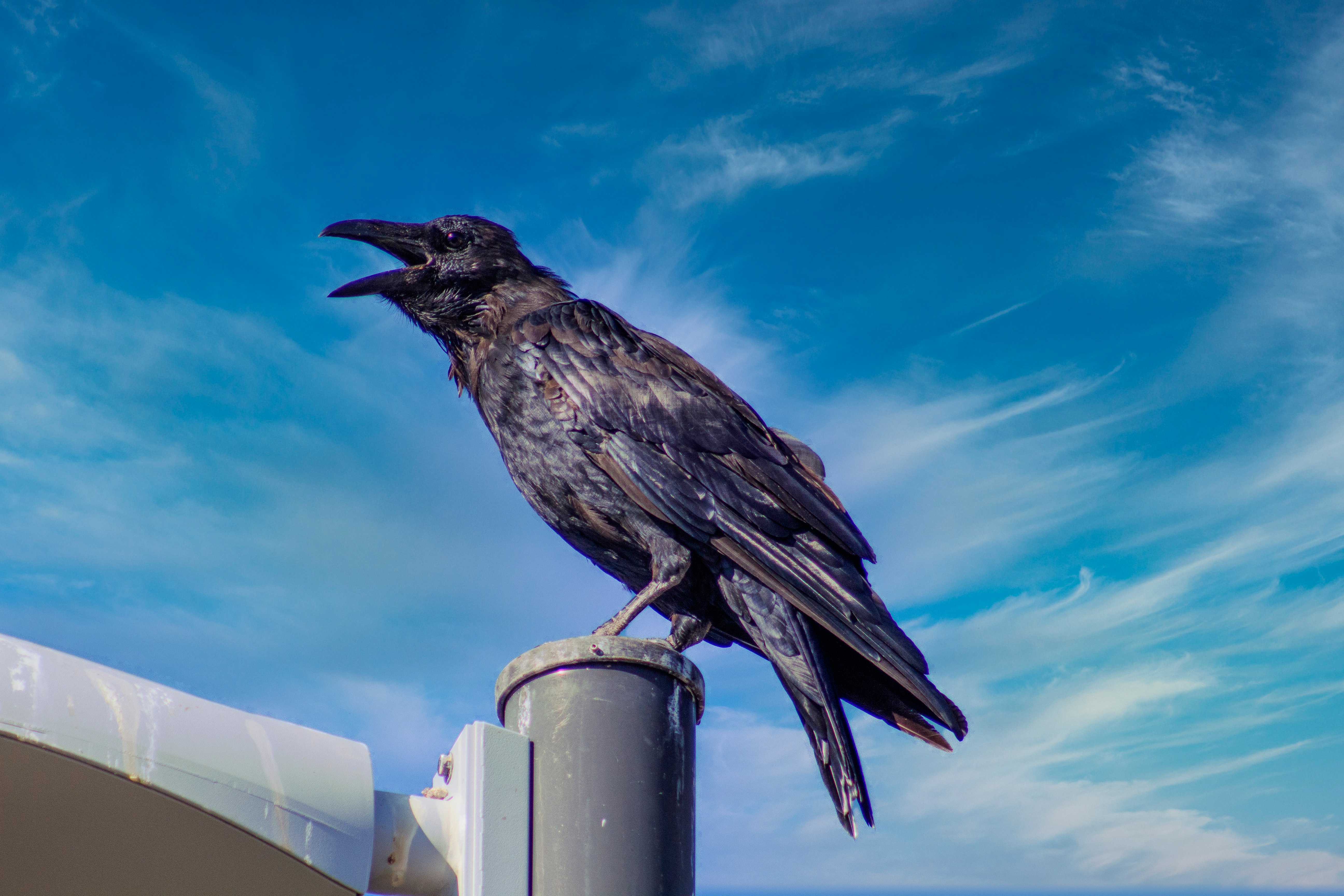 black bird on white metal bar during daytime